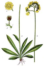 Thumbnail for Hieracium cymosum