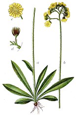 <center>Hieracium cymosum</center>