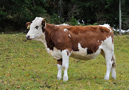 Hinterwald Cattle