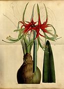 Hippeastrum cybister