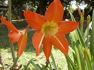 <i>Hippeastrum ferreyrae</i> Species of flowering plant