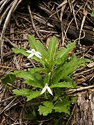 Hippobroma longiflora