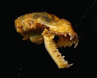 Benito roundleaf bat Species of bat