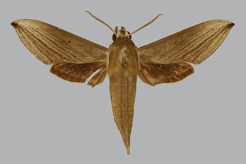 File:Hippotion melichari JH290 male up edi.jpg