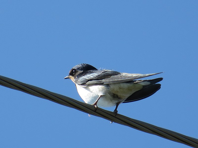 File:Hirundo rustica 97311284.jpg