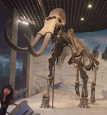 Hohhot.Inner Mongolia Museum.Mammuthus Sungari.2.jpg