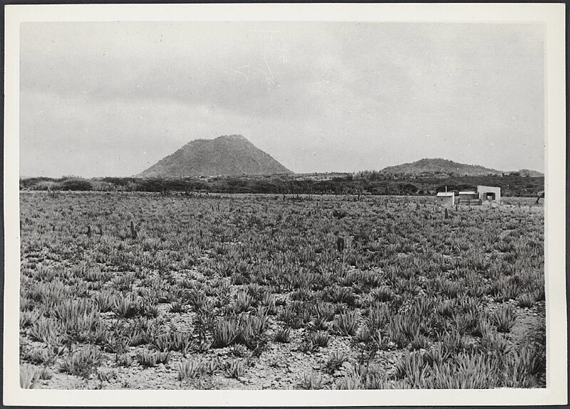 File:Hooiberg aloe aanplanten.jpg