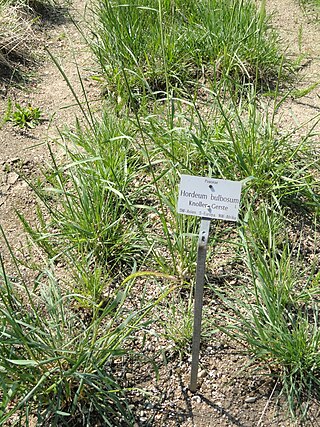 <i>Hordeum bulbosum</i> Species of plant in the Poaceae family