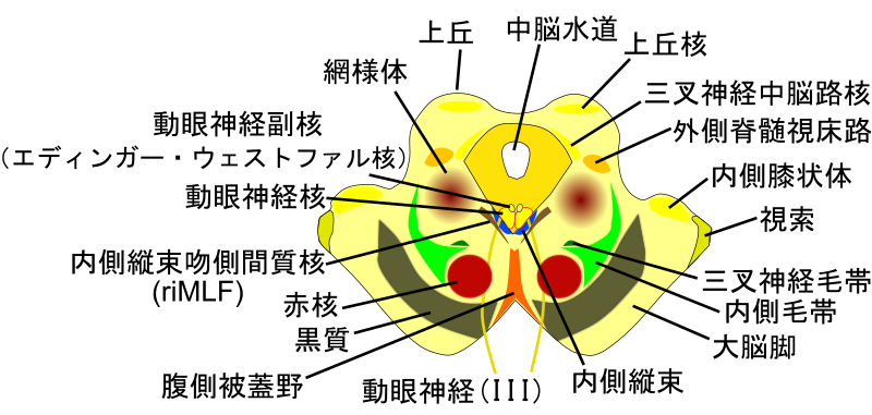 File:Horizontal section of mibrain-superior colliculus-ja.svg