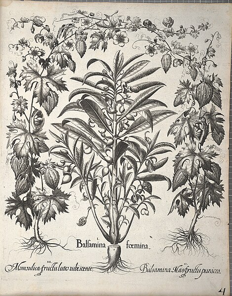 File:Hortus Eystettensis, 1640 (BHL 45339 344) - Classis Autumnalis 4.jpg