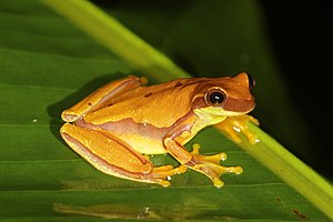 Hourglass treefrog (Dendropsophus ebraccatus).jpg