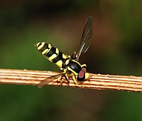   Male Xanthogramma pedissequum (Syrphidae)