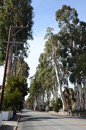 The Howard-Ralston Eucalyptus Tree Rows, planted in Burlingame, California, in the 1870s, are listed on the National Register of Historic Places. Howard-Ralston Eucalyptus Tree Rows.jpg