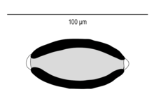 Huffmanela hamo egg - microscope line drawing.png