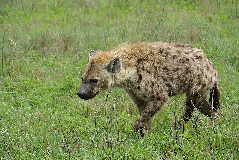 File:Hyena In Ngorongoro (139513479).jpeg