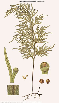 Description de l'image Hymenophyllum dilatatum.jpg.