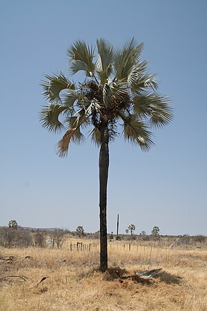 Opregte Waaierpalm