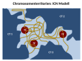 Chromosomenterritorien ICN-Modell