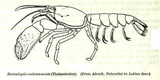 <i>Eiconaxius</i> Genus of crustaceans