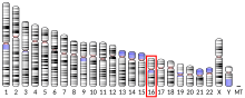 Chromosome 16 Ideogram human chromosome 16.svg