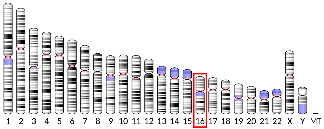 CD19