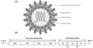 <i>Alphavirus</i> Genus of viruses