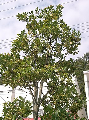 Descrierea imaginii Ilex integra2.jpg.