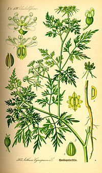 Illustration_Aethusa_cynapium0.jpg