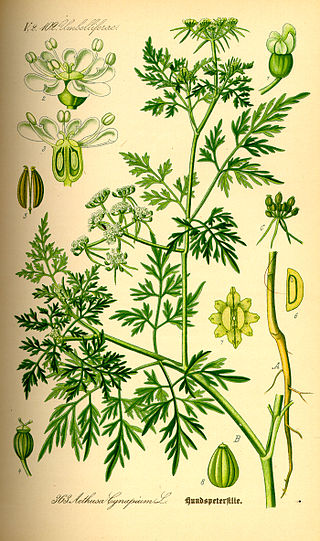 <i>Aethusa cynapium</i> Species of flowering plant in the celery family Apiaceae