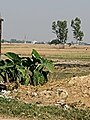 Indian Agriculture Farm Images