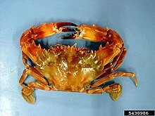 Үнді Тынық мұхиты жүзу crab.jpg