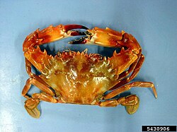 Charybdis hellerii Indo Pacific swimming crab.jpg