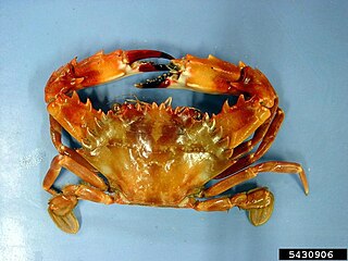 <i>Charybdis hellerii</i> species of crustacean