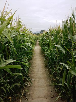Inside a corn maze near Christchurch, New Zealand.JPG