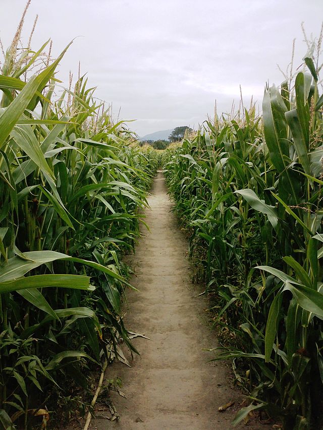 View from inside a corn maze, looking down a narrow dirt path in between tall stalks of corn.