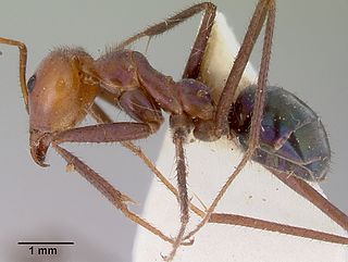 <i>Iridomyrmex galbanus</i> Species of ant insect