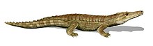 Itasuchus BW.jpg