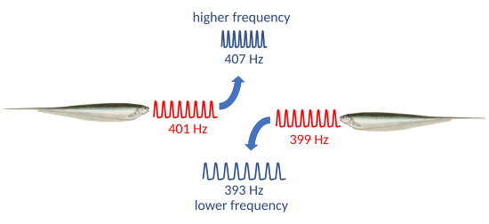 diagram showing change in waves emitted by two electric fish to avoid each other's frequency