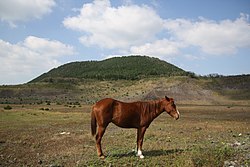 Fuchsfarbenes Jeju Pony