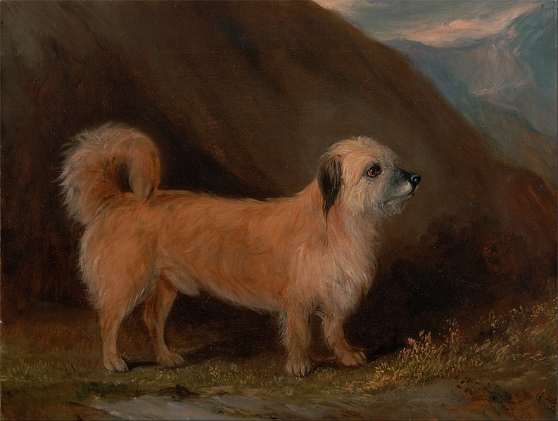 File:John E. Ferneley Jr. - A Dandie Dinmont Terrier - Google Art Project.jpg