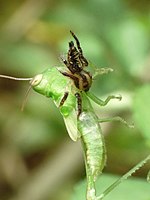 Jumping spider hunting a grasshopper at Kadavoor.jpg