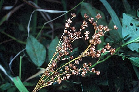 Juncus biflorus NRCS-1.jpg