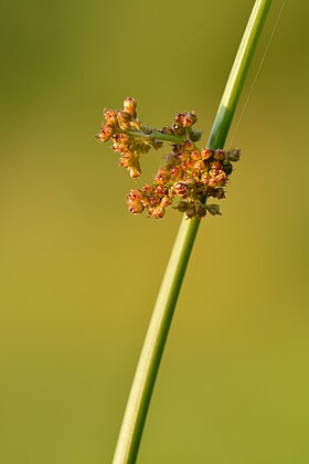 Juncus effusus