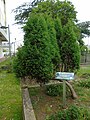 Juniperus communis Xenebreiro