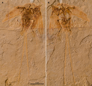 Ornithothoraces Clade of dinosaurs