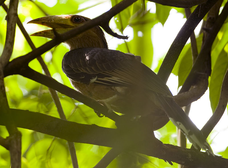 File:Juvenile Tickells Brown Hornbill (Anorrhinus tickelli) in tree.jpg