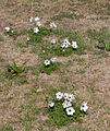 כלנית מצויה לבנה, בשדה נחמיה Anemone coronaria