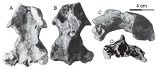 Skull ZIN PH 1/146, one of two skulls assigned to K. lophorhothon Khunnuchelys lophorhothon skull.png