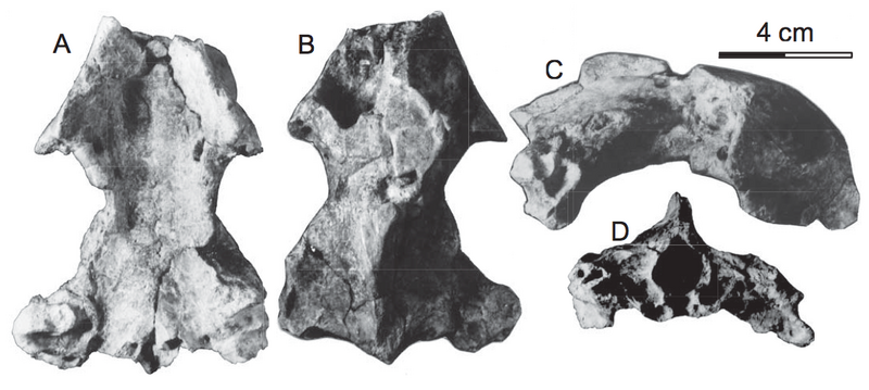 File:Khunnuchelys lophorhothon skull.png