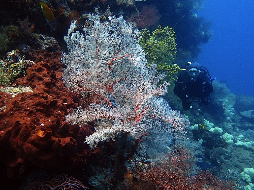 Kipas laut di Misool, RajaAmpat